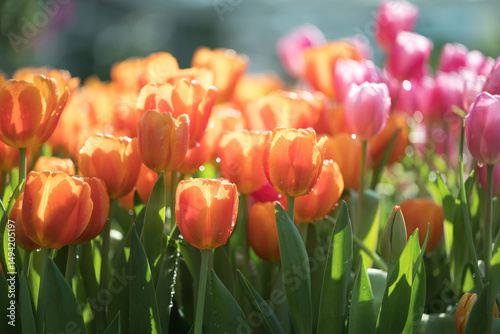 Orange and pink tulips blooming at ornamental garden in spring time, Flower background