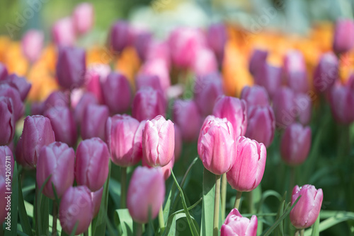 Pink tulips blooming at ornamental garden in spring time, Flower background