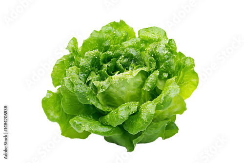 a close up of a lettuce with water droplets