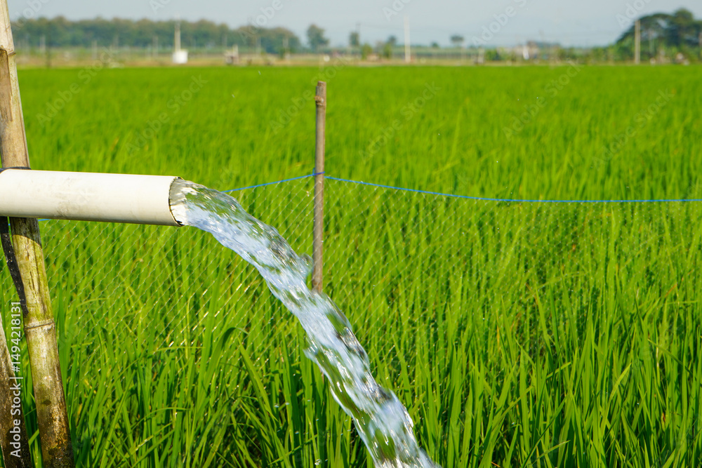 Fototapeta premium Irrigation of rice fields using pump wells with the technique of pumping water from the ground to flow into the rice fields. Pumping water through plastic PVC pipes from underground using electric.