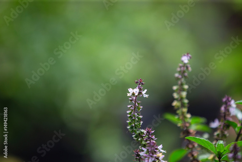 Thai basil plants in garden