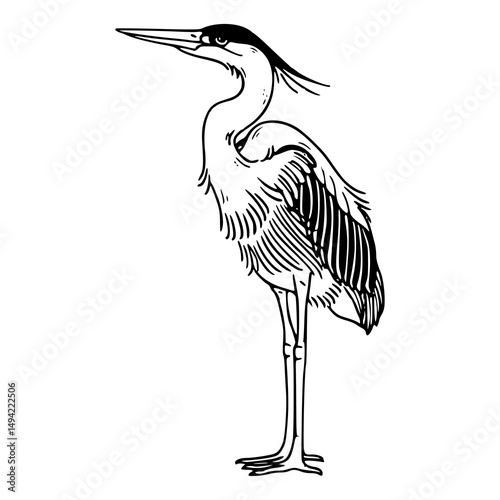 elegant heron bird line art