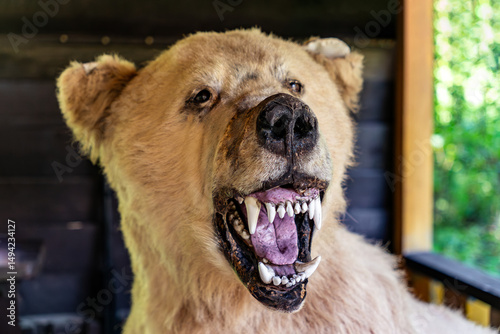 Фотография Real stuffed brown bear