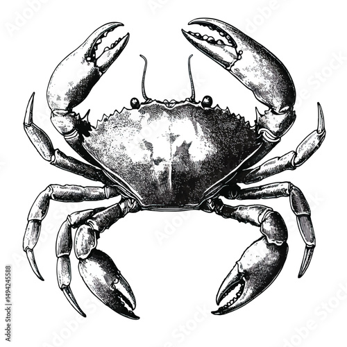  crab clip art
