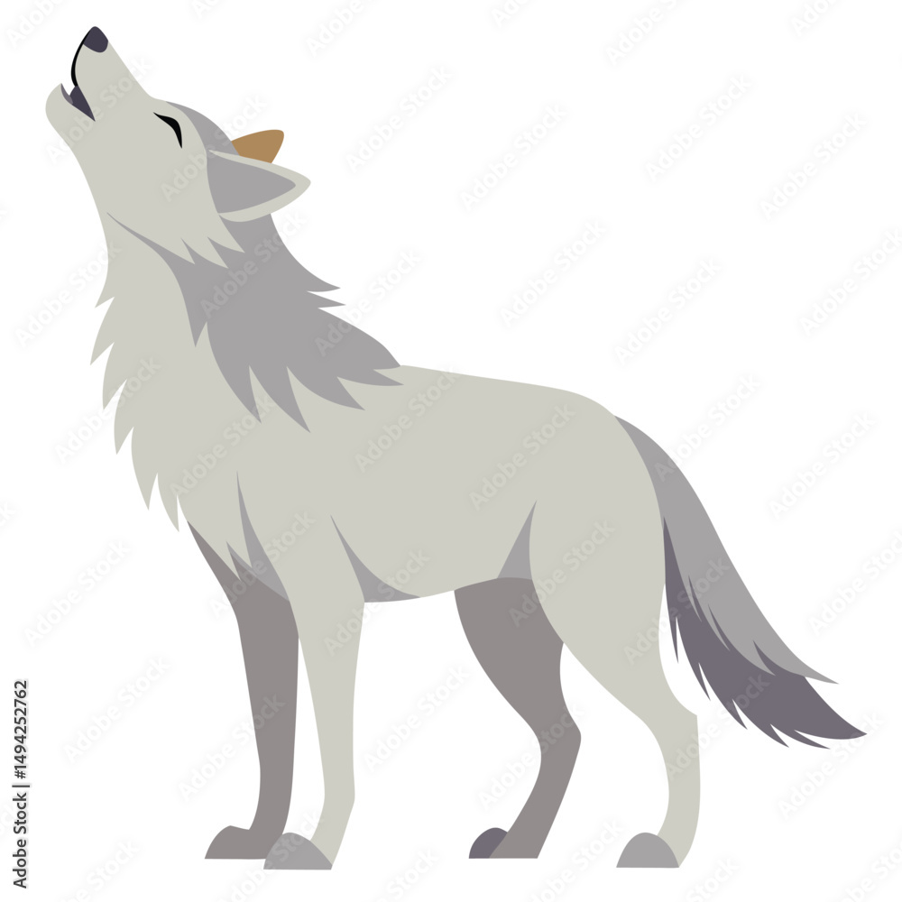 Fototapeta premium A light-colored wolf stands in profile with its head raised, howling a white background
