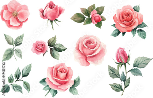 set of roses vector illustration