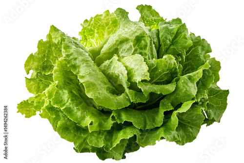 a close up of a lettuce plant on a white background