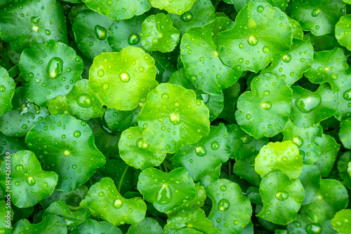 Close-up of Water Pennywort (Hydrocotyle umbellata) leaves with water droplets. Green round leaves used in traditional herbal medicine, forming a fresh natural background.