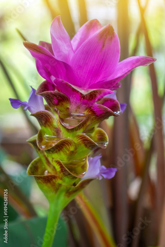 Close-up of Siam Tulip (Curcuma alismatifolia) flower with pink and purple bracts, blooming in tropical garden with soft sunlight. A beautiful ornamental plant native to Thailand.