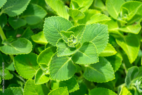Indian borage (Plectranthus amboinicus), also known as Coleus amboinicus, is a versatile herb that can be used both as a culinary ingredient and as a medicinal herb in a vegetable and herb garden.