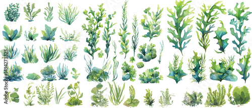 underwater plant watercolor clipart