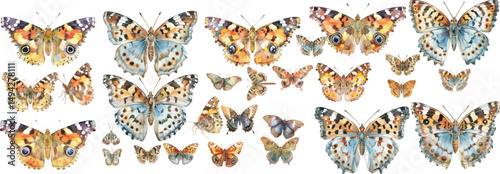 american lady butterfly watercolor clipart