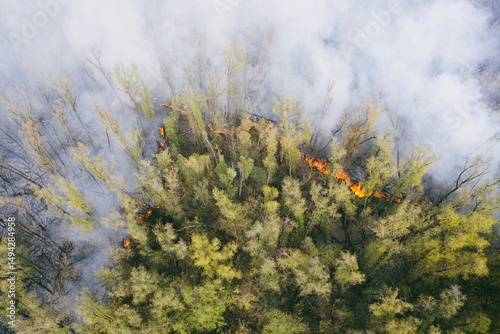 Foto concept of forest fires