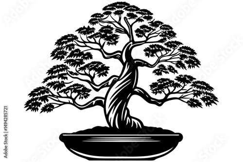 bonsai tree on white background