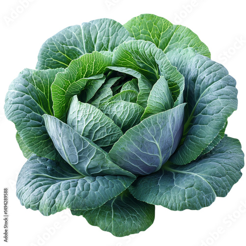 Wallpaper Mural fresh cabbage isolated on white Torontodigital.ca