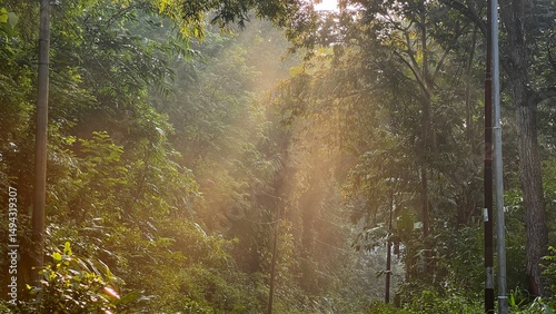 Morning sun rays in the foggy forest