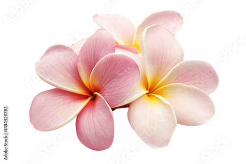 a group of pink flowers on a white background