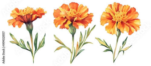 Fototapeta Naklejka Na Ścianę i Meble -  Orange marigold flowers watercolor illustration isolated on transparent background, vibrant garden bloom, bright floral art, botanical design, natural bouquet element, summer decoration