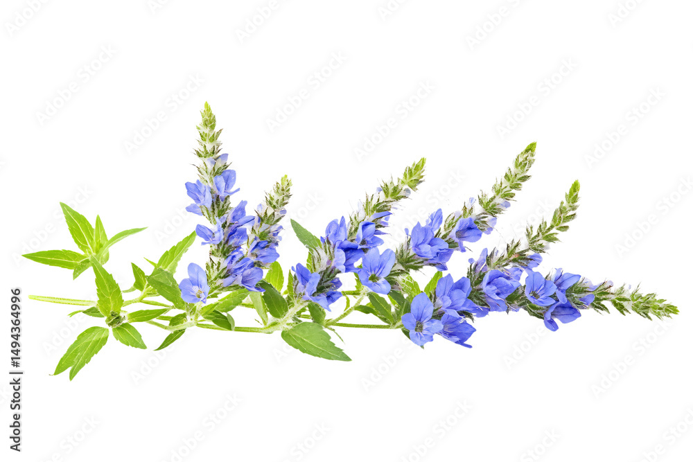 Obraz premium a bunch of blue flowers on a white background