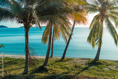 Fototapeta Naklejka Na Ścianę i Meble -  tropical beach with coconut palm trees