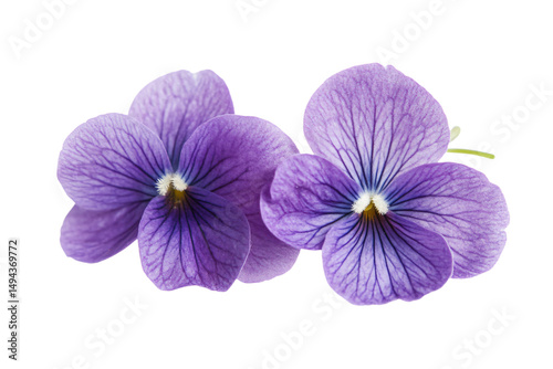 two purple flowers are shown against a white background