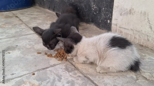 Two feral village cats, appearing dirty and unkempt, are eating food directly off a rough, unsanitary floor