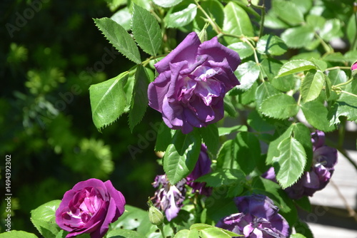 blaue Rose