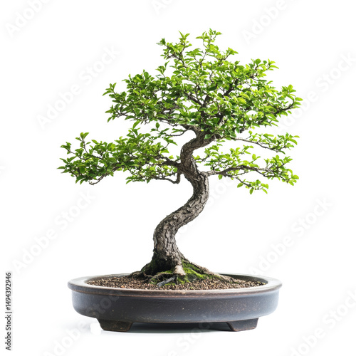 Bonsai tree in pot isolated on transparent background, small plant