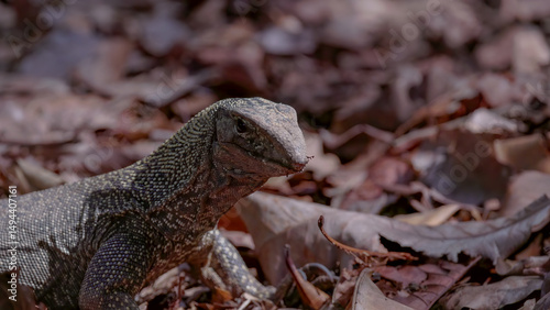 close up as a clouded monitor lizard at singapore