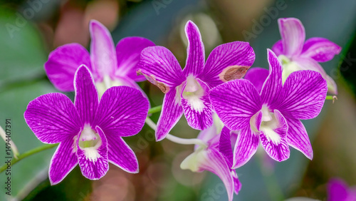 pink and white orchid flowers in singapore botanic gardens