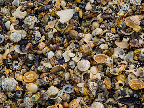 Massed Sea Shells At Shelly Beach