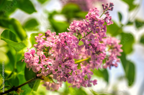 Wallpaper Mural Beautiful lilac flowers close up view Torontodigital.ca