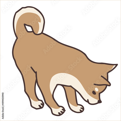 Shiba Inu dog looking down right