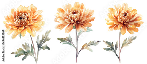 Fototapeta Naklejka Na Ścianę i Meble -  Orange chrysanthemum flowers watercolor illustration isolated on transparent background, autumn floral design, natural botanical art, seasonal bloom, decorative bouquet element