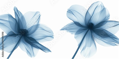 X-Ray Blue Flower Background on white background.