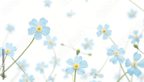Blooming Light Blue Flowers on White Background in Soft Focus