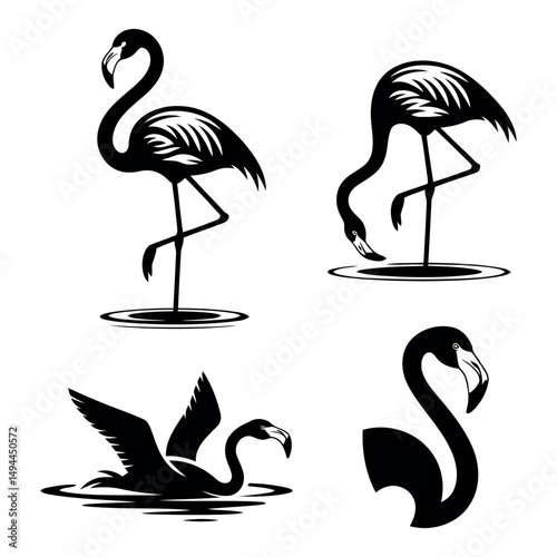set of flamingos