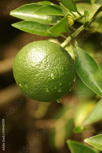 Wallpaper Mural 夏のゆず Torontodigital.ca