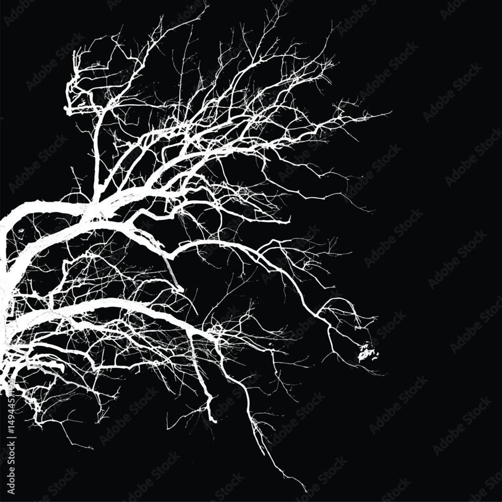 Silhouette of bare trees with branches isolated on black. Black and white vector illustration
