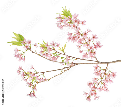 Prunus cerasoides flower, Wild Himalayan cherry plants, isolated on white background  