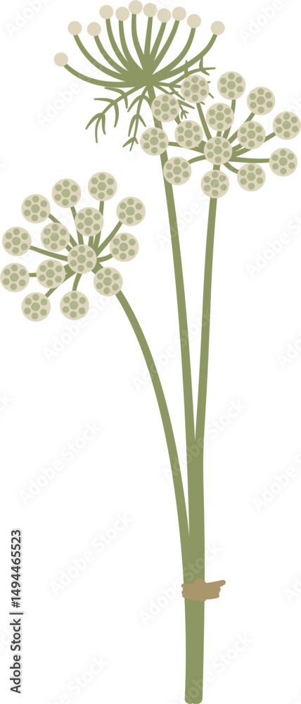 Fototapeta premium stylized Visnaga, Ammi visnaga