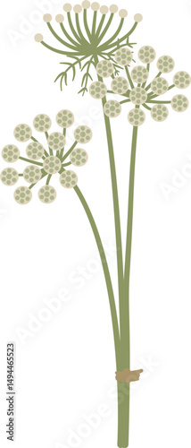 stylized Visnaga, Ammi visnaga