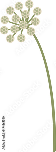 stylized Visnaga, Ammi visnaga