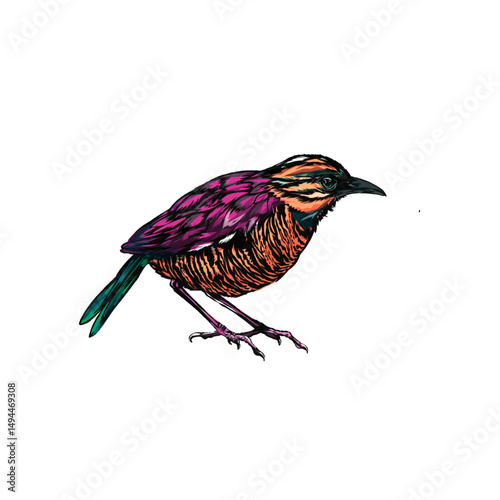 illustration of a Javan Banded Pitta bird (Hydrornis guajanus) without background photo