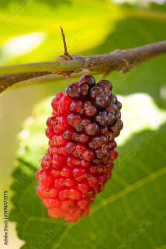 linda amora madura encontrada em meu jardim