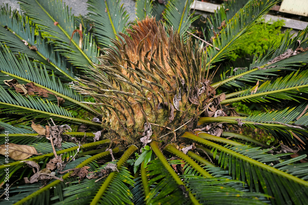 Fototapeta premium Close-up photo of a Pakis Haji flower or Cycas flowers.