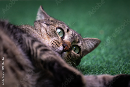 Esta é minha linda gatinha chamada luna, pousando para fotos