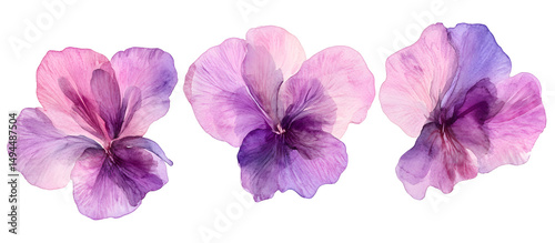 Purple violet flowers watercolor illustration isolated on transparent background, delicate botanical art, natural floral design, spring garden bloom, decorative bouquet element