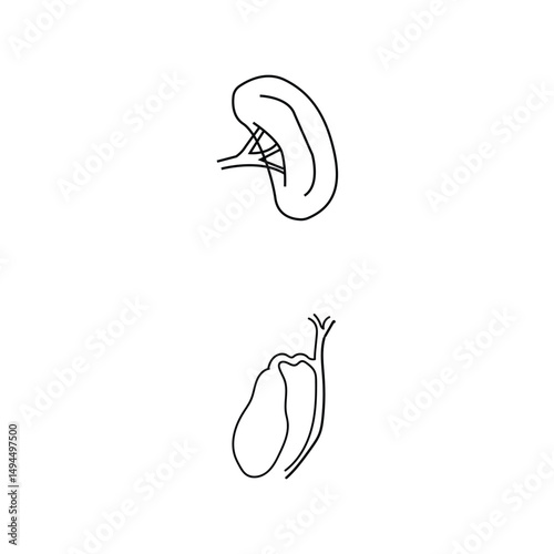 Human Internal Organs Icon Set