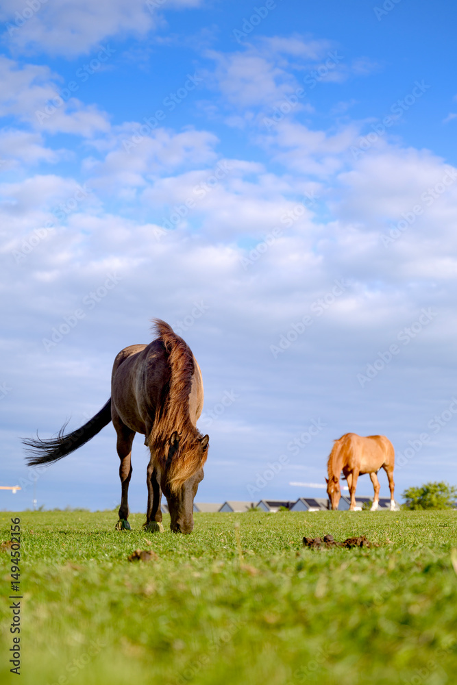 Obraz premium Two horses grazing and eating grass on a meadow. Blue sky rural landscape Sweden